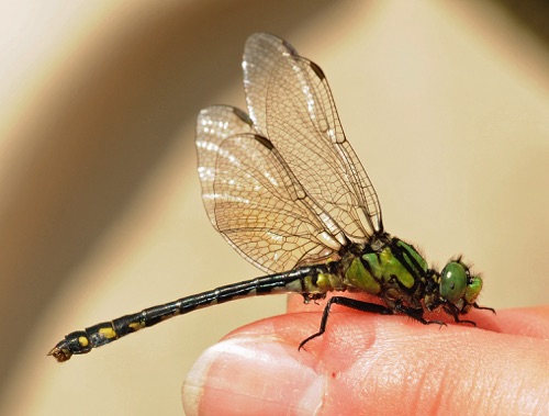 Male
2009_05_30_VA